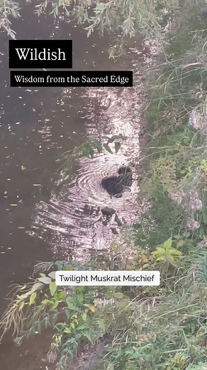 Lately I’ve been walking at dusk. I love how the light softens and the day exhales. I always stop at this bridge and peer down into the creek. At the water’s edge, dusk settles like a hush. There’s movement. Slipping through the shadows, the muskrat appears, then another, then another; chasing, swooshing, splashing in the twilight mischief. Most never notice. Their secret lives belong to the in-between hours, when day folds into night. Watching them, I feel the quiet invitation of the wild: play