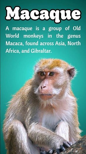 Types of Macaque Monkeys You Should Know | Amazing Macaque Species Explained