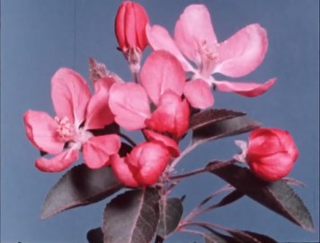 Energy in Nature: Plants, Animals, and the Food Chain