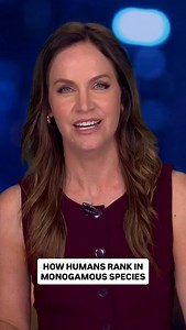 1.6K views · 22 reactions | Some of us like to think we are all in that special category of animals that mate for life. But it turns out humans are far from the top of that list and we’re being beaten by beavers, and a type of mouse. 10’s Late News explains. #10news #monogamy #humans | 10 News | Facebook