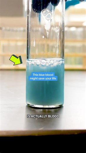 This blue blood might save your life… It’s from a horseshoe crab and it’s really effective at testing human vaccines for contamination. If a clot shows up in testing, that means it’s not safe and scientists destroy the batch so it never ends up in you. The problem is, collecting horseshoe crab blood isn’t great for the horseshoe crab… so we created a synthetic version! It works the same but without needing any real blood. Follow for more optimistic science and tech stories. #science #medicine #a