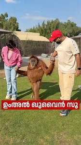 വയറൊക്കെ കുറയ്ക്കണം കേട്ടോ 😂 At Umm Al Quwain Zoo, you can play with and take photos with the orangutans and birds absolutely FREE🐵📸🐦 Meet the friendliest orangutan in the UAE – an experience you won’t forget🐵 Here, you’ll get to meet and greet animals up close, from feeding sessions to playful interactions. Build a special bond with these incredible creatures and create memories that will last a lifetime. 🐾 📍 Location: Umm Al Quwain Zoo 🎫 Ticket Price: AED 25 🌱 Bundle of Grass for Feed