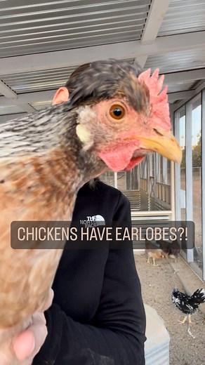 A hen’s earlobe color is genetically linked to the color of her eggs, crazy right?! And it’s one way to predict her egg color before she starts laying. 🤩 Here’s a general guide: White Earlobes: Hens with white earlobes typically lay white eggs. Examples of breeds with white earlobes and white egg production include Leghorn and Ancona. Red Earlobes: Hens with red earlobes often lay brown eggs. Many popular brown egg-laying breeds, such as Rhode Island Red, Golden Buff, Plymouth Rock, and Sussex,