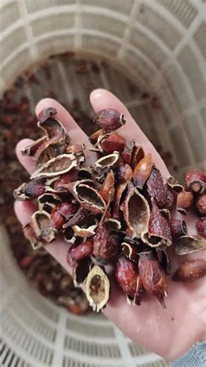 Rosa laevigata Color Sorting AI Machine#machine #factory