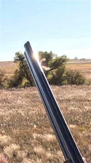 Bird Hunting | Simple Hunts S158 | #birdhunting #birddog #hunting