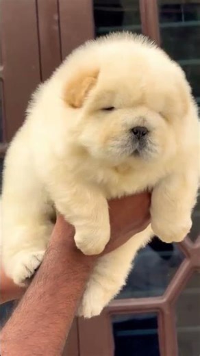 😍 This puppy steals hearts in 3 seconds! 🐾 #ddpetsgalaxy