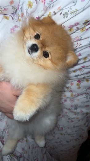 Meet Manfred the Pomeranian: The Cutest Puppy