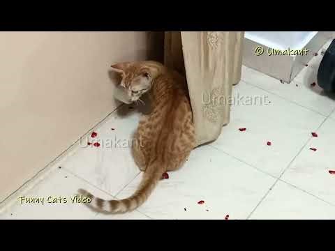 Playing With Cats-69