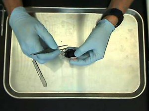 11 08 04 Cow eye dissection