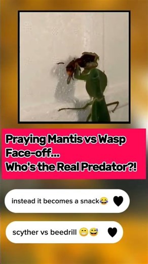 Wrong Opponent! #facts #prayingmantis #wasp #shorts