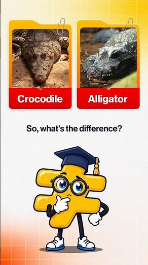 Crocodile vs Alligator: What's the Difference?