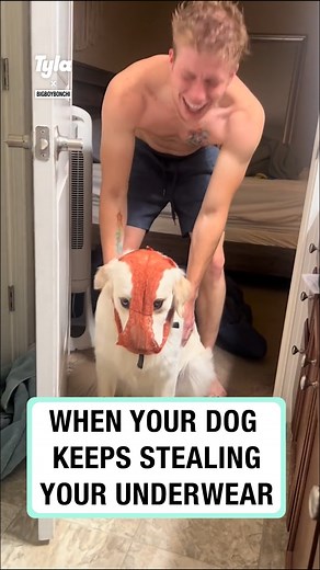 113K views · 889 reactions | When your dog steals your underwear 全 | Tyla | Facebook