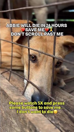 Abbie May Die in 24 Hours 💔 Please Don’t Scroll