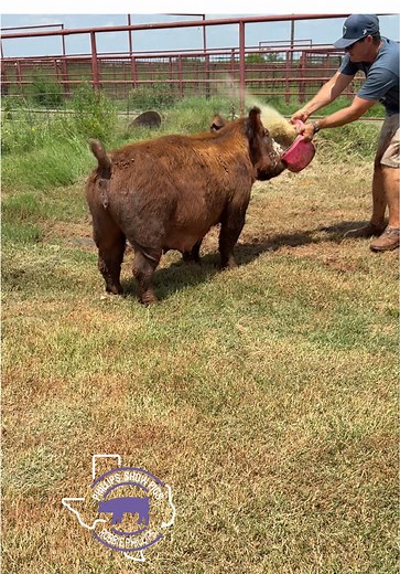 Show Pigs: Tips for Successful Stock Shows