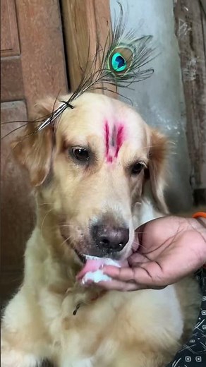 # mummy, Makhan nahi ￼dahi hai # my dog teed # golden retriever dog 🐕 #￼