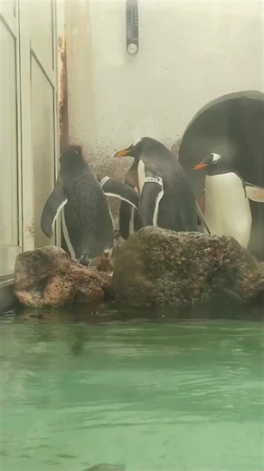 おたる水族館のジェンツーペンギンを観察しよう