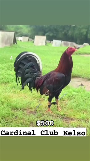 Connor Scot Adkins (@slick_lizard_farms)’s videos with original sound - Connor Scot Adkins