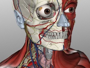 Biodigital Human Free Download Mac