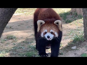 番外編 お顔がキュートなレッサーパンダ【‎2023‎年‎4‎月‎10‎日】【八木山動物公園フジサキの杜】