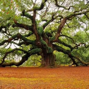 23K views · 887 reactions | Angel Oak is a Southern live oak located in Johns Island near Charleston, South Carolina. Angel Oak is estimated to be 500 years old, while some claim it to be even older. It is located on the site of a former plantation, and local folklore tells tales of the ghosts of former slaves appearing as angels around the tree. It was severely damaged during Hurricane Hugo in 1989 but has since recovered. | Forest Freak | Facebook