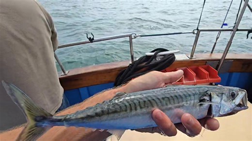 Morning Everybody Beautiful fish | MR FISH