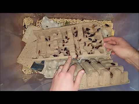 Insetti da pasto: La Blatta Lateralis