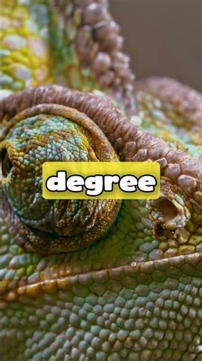Discover how chameleons see in every direction, change color for communication, and hunt with insane