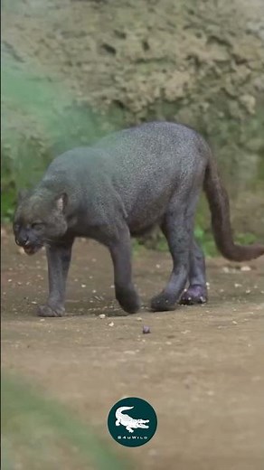 Jaguarundi: The Cat That Broke the Rules 🐈🔥