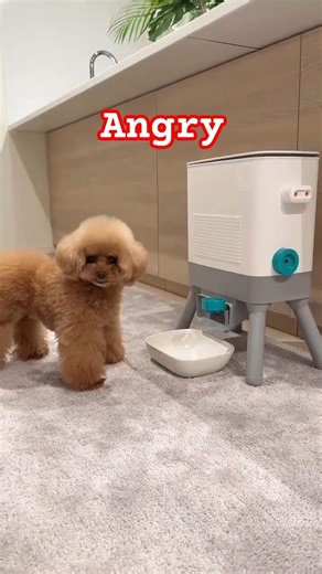 Cute angry puppy 😍🤣👋#CuteDogs #AngryPuppy #DogLovers #FunnyPets #PuppyLove #FriendlyPet