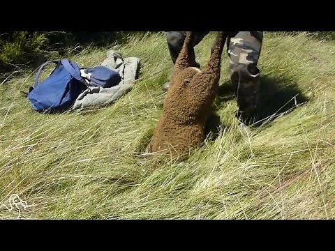 Man Pulls Sheep Right Out Of The Ground