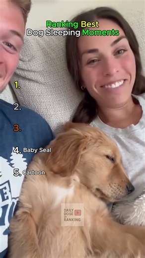 Ranking Best Dog Sleeping Moments #usa