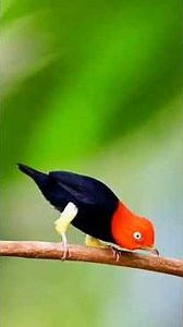 The Symphony of Nature : All About Songbirds in 4k /UHD