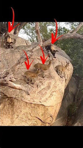 Spotted Hyena Brutal Attack on Deer 😱🦌#hyena #spottedhyena #deer #wildlife