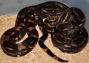 What are Boa Constrictors?