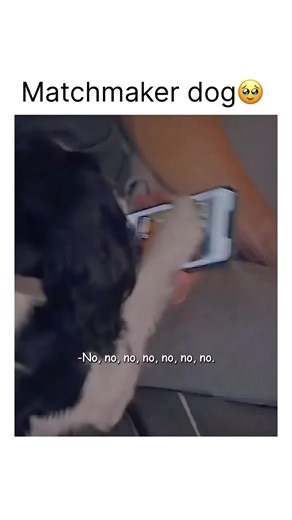 Alone Forever on Instagram: "Two strangers, one adorable dog, and a love story that starts with a mess. 🎬 About: Puppy Love (2023) After an awkward first date ends in disaster, Nicole and Max think they’ll never see each other again — until their dogs fall in love and force them back together. What follows is a charming, feel-good romantic comedy about second chances, furry friendship, and unexpected connections. 🎭 Genre: Romance, Comedy, Family 🎥 Watch Here: Stream on Amazon Prime Video or F