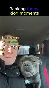 Funniest Dog Moments You Can't Miss! #funny #dog