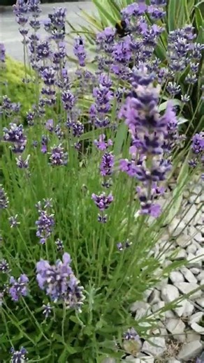 Short który pachnie lawendą. @Meridiana-I9n #medytacja #lawenda #meridiana #relax #cisza #spokój