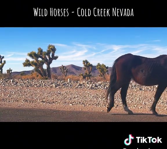 Exploring Wild Horses in Cold Creek, Nevada