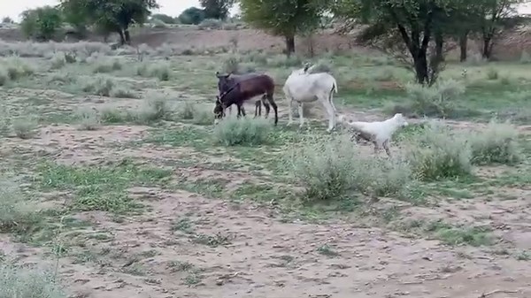 Male vs Female Donkey Behavior During Breeding