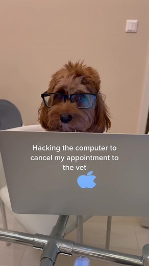 No more appointments for me 😬 #dogsofttiktok #dog #cavapoo #vet #computer #hacking #cute
