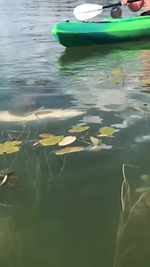 511K views · 2.2K reactions | #muskie #muskiefishing #fishingislife #fishing | Fishing Is Life | Facebook