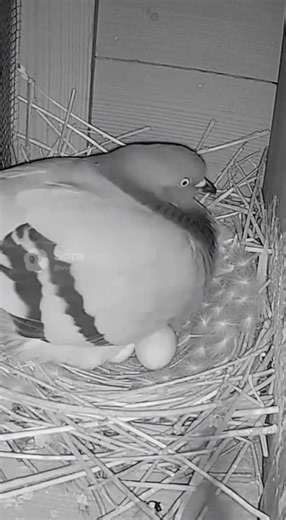An attack on a pigeon in the nest. Video surveillance camera recording.
