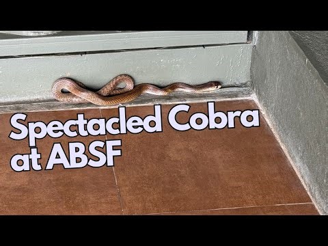 Spectacled Cobra Rescue at ABSF