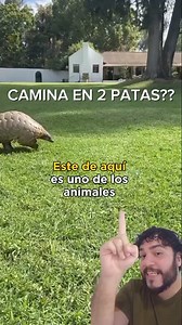 El Pangolin #pangolin #biologia | animaldex