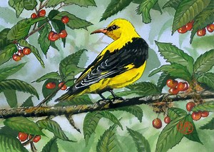 Le Loriot d'Europe, un oiseau en or  - Nature d'ici et d'ailleurs