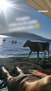 The magic of the South of Chile is something you’ll never see in the Caribbean 🐄✨ | The Kiwi