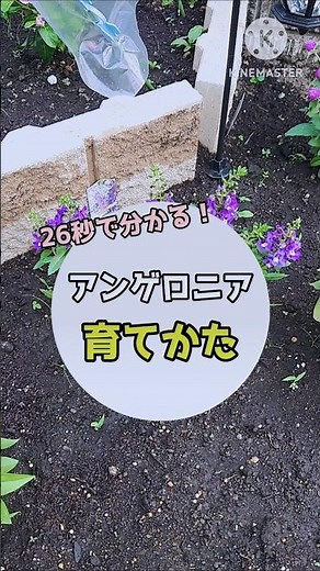 【アンゲロニア 】育て方が26秒で丸わかり！#アンゲロニア#花 #ガーデニング #夏の花 #花壇 #オーガニック #育て方