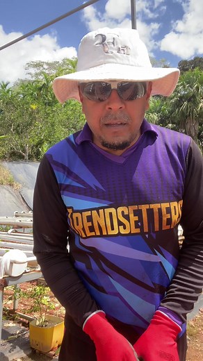 How to Grow Eden Lettuce in Hydroponics Farming