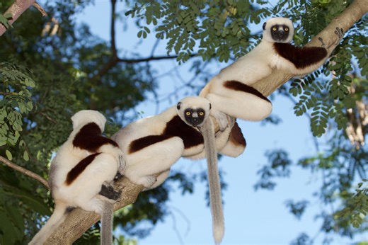 Research Philosophy and Themes - Duke Lemur Center