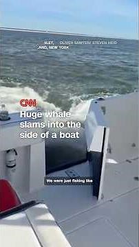 Huge whale slams into the side of a boat